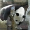 sleeping panda